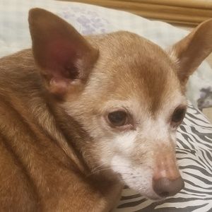 Meet your Posher, Carol